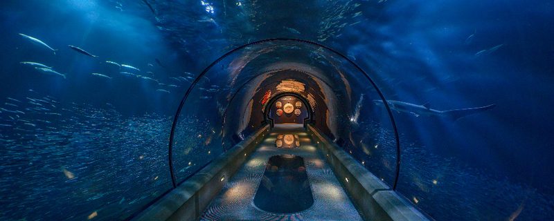 Guests walking through the shark tunnel in Passages of the Deep